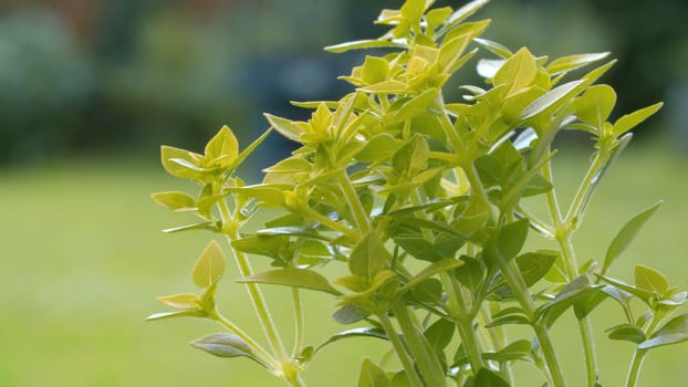 Close up of green plant in summer in the garden by blowing wind. Macro shooting, camera slowly moving along the plant. Seasonal scene. Natural background