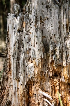 tree trunk destroyed by bark beetles