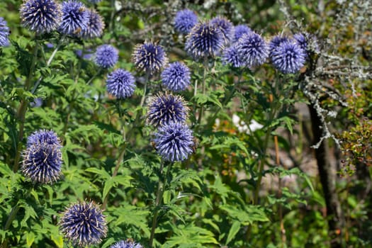 blue flowers of ball thistle on the meadow