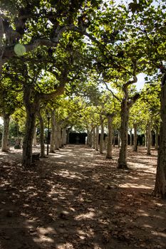 A park in Darmstadt with trees as an avenue