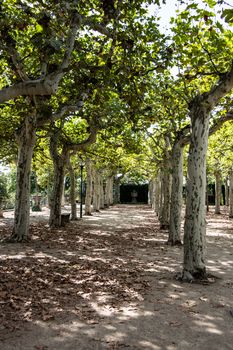 A park in Darmstadt with trees as an avenue