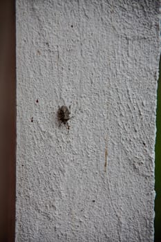 Scabby tree bug on house wall