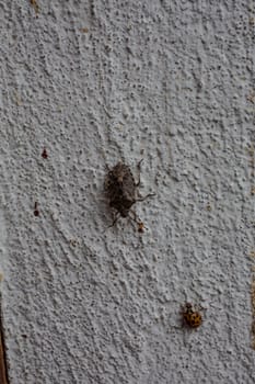 Scabby tree bug on house wall