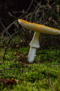 poisonous toadstools on the autumn forest floor