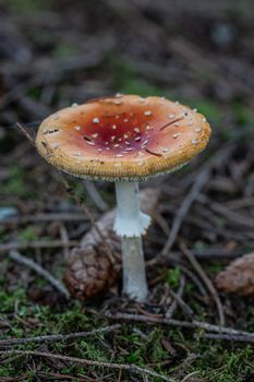 poisonous toadstools on the autumn forest floor