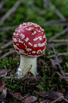 poisonous toadstools on the autumn forest floor