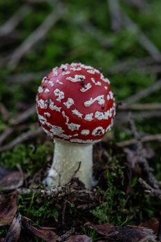 poisonous toadstools on the autumn forest floor