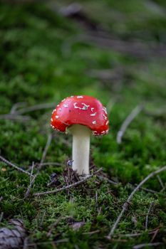 poisonous toadstools on the autumn forest floor