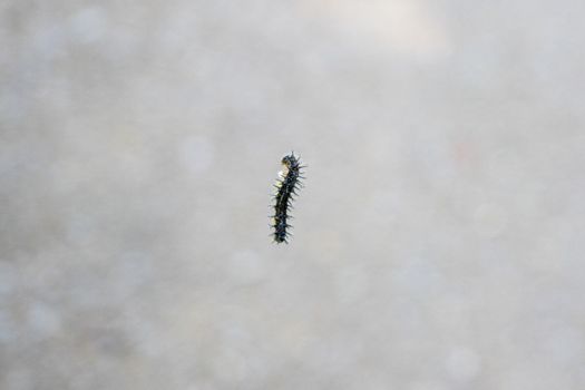 Hanging caterpillar on the tree with dark green background. Nature photography.