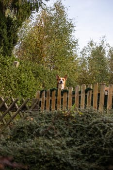 Dog stands on fence and watches