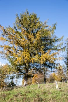 discolored larch tree in autumn