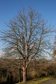 single bald chestnut tree in sunny winter
