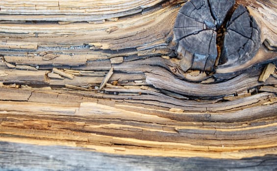 old gray cracked weathered board outdoor closeup