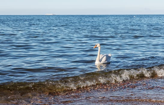 beautiful lonely white swan floating near the seashore on sunny summer day