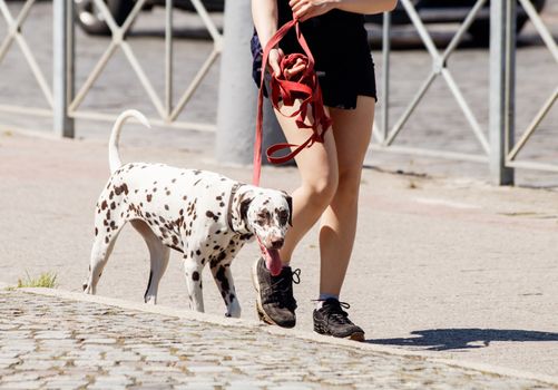 young woman with her dog walking on the sidewalk on sunny summer day. legs closeup