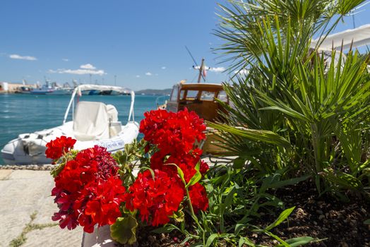 porto santo stefano,italy july 25 2020:Geranium with boats in the background in the port of Porto Santo Stefano