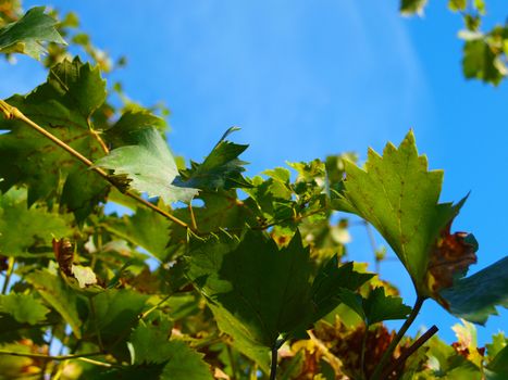 Yellowing grape leaves at autumn. Blue sky in the background.