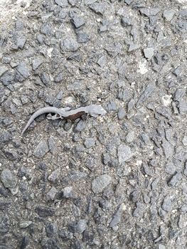 Small gray lizard or gecko on gray stone background in Cape Town.