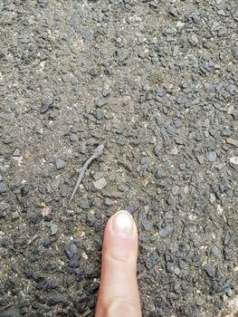 Little gray lizard or gecko. As small as a finger in Cape Town.