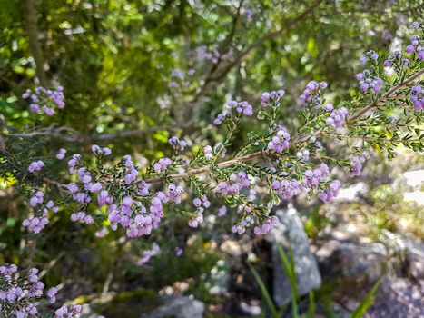 Purple heather plant close up in Table Mountain National Park, Cape Town, South Africa.