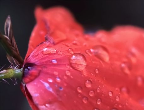 Water drops on a red poppy flower