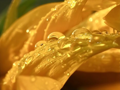 Water drops on a yellow sunflower