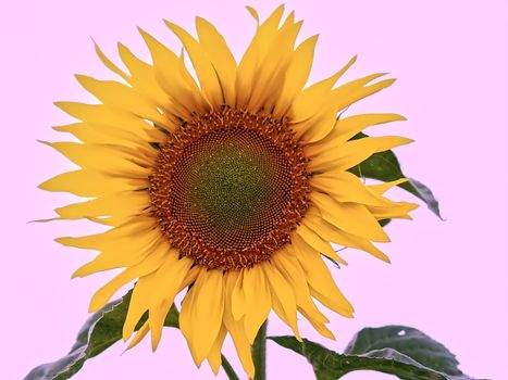 Macro of a isolated sun flower with pink background