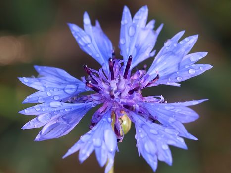 Macro of a blue corn flower with water drops