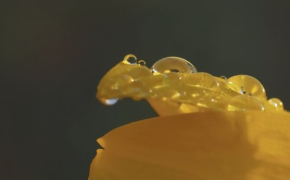 Water drops on a yellow sunflower