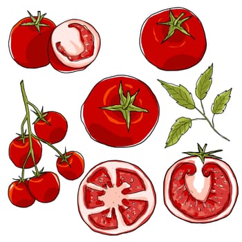 tomato set hand drawn art illustration