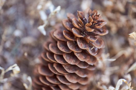 Open Christmas-tree pine cone on a brown background. High quality photo