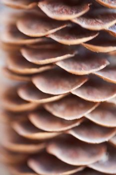 Open Christmas-tree pine cone on a brown background. High quality photo