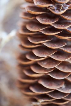 Open Christmas-tree pine cone on a brown background. High quality photo