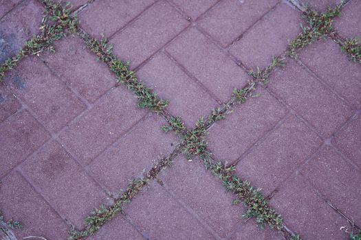 Green grass protruding through the slit in the outdoor tile. High quality photo