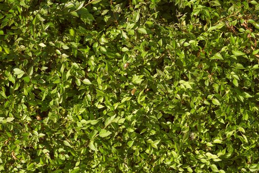 Green bush in the sun. Light effects. Natural background. High quality photo