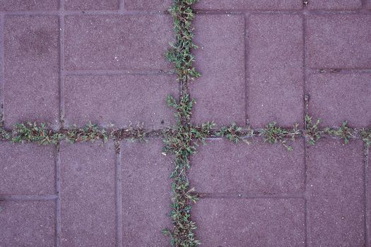 Green grass protruding through the slit in the outdoor tile. High quality photo