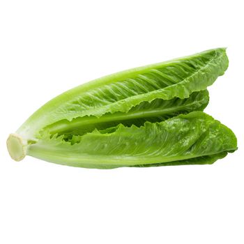 Cos Lettuce Isolated on a White Background.