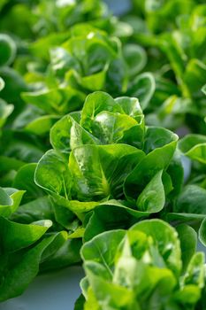 Fresh Butterhead lettuce leaves, Salads vegetable in the agricultural hydroponics farm.