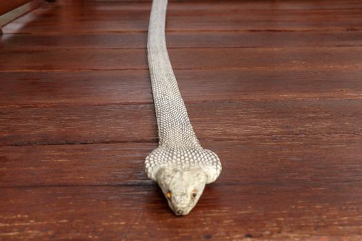 Tanned skin of Ophiophagus hannah. Close up of belt of the most venomous snake on Bali island in Indonesia. Product from leather workshop. King cobra also known as hamadryad, species of venomous snake