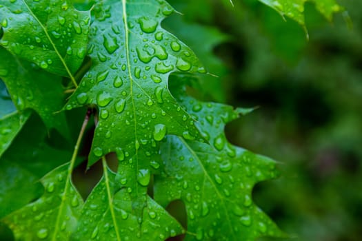 Water droplets from the rain rest on bright green tree leaves in a close-up, detailed view.
