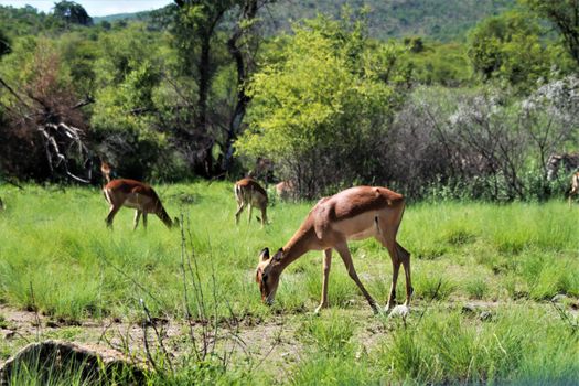 impala in the african bush in front of trees and thoen bushes