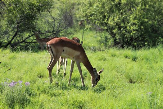 impala in the african bush in front of trees and thoen bushes