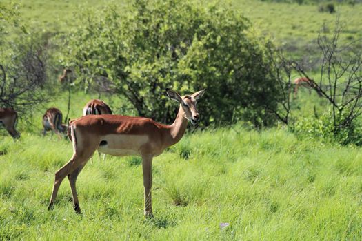 impala in the african bush in front of trees and thoen bushes