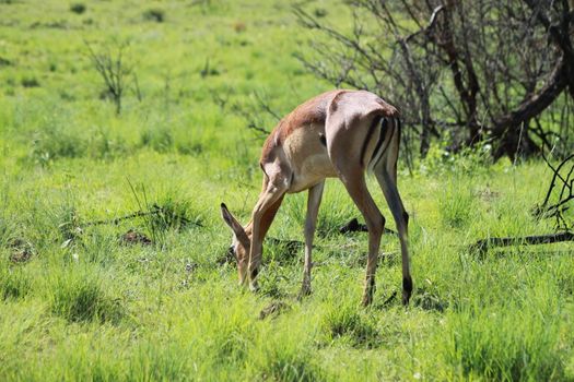 impala in the african bush infront of trees and thoen bushes