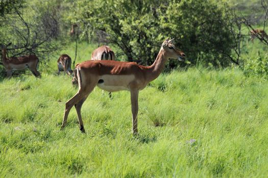 impala in the african bush in front of trees and thoen bushes