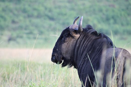 Rear view of a wildebeest in the african savannah