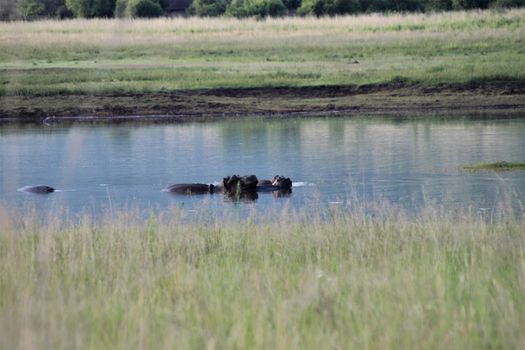 Some Hippos are lying in the water having a rest