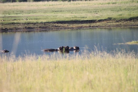 Some Hippos are lying in the water having a rest