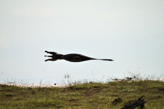 A crocodile with an open mouth in the water