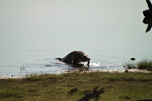 A crocodile coming out of the water